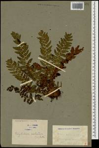 Polystichum aculeatum (L.) Roth, Caucasus, Georgia (K4) (Georgia)