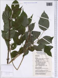 Aralia spinosa L., America (AMER) (United States)