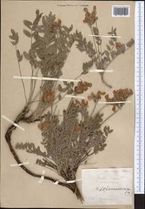 Hedysarum lehmannianum Bunge, Middle Asia, Pamir & Pamiro-Alai (M2) (Tajikistan)