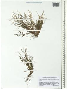 Eragrostis multicaulis Steud., Eastern Europe, Belarus (E3a) (Belarus)