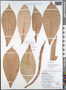 Costus tonkinensis Gagnep., South Asia, South Asia (Asia outside ex-Soviet states and Mongolia) (ASIA) (Vietnam)