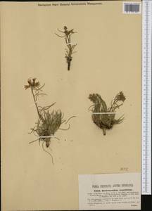 Edraianthus tenuifolius (A.DC.) A.DC., Western Europe (EUR) (Croatia)