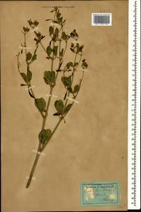 Zygophyllum fabago L., Caucasus, Dagestan (K2) (Russia)