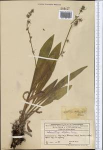 Lindelofia stylosa, Middle Asia, Western Tian Shan & Karatau (M3) (Kyrgyzstan)