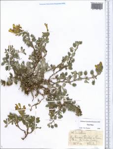 Scutellaria, Middle Asia, Northern & Central Tian Shan (M4) (Kazakhstan)