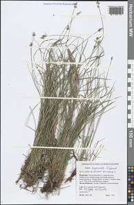 Carex amgunensis F.Schmidt, Siberia, Baikal & Transbaikal region (S4) (Russia)