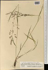 Melica turczaninowiana Ohwi, Mongolia (MONG) (Mongolia)