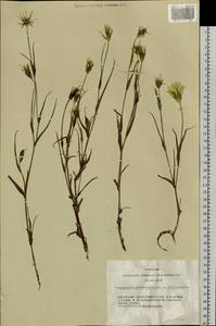Tragopogon podolicus Besser ex DC., Siberia, Altai & Sayany Mountains (S2) (Russia)
