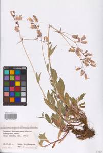 Silene vulgaris (Moench) Garcke, Eastern Europe, West Ukrainian region (E13) (Ukraine)