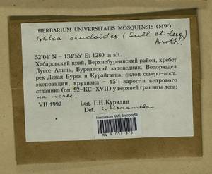 Pohlia crudoides (Sull. & Lesq.) Broth., Bryophytes, Bryophytes - Russian Far East (excl. Chukotka & Kamchatka) (B20) (Russia)