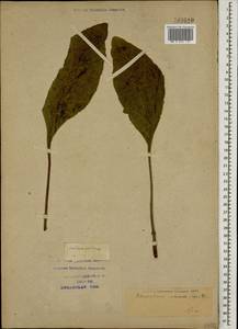 Rhaponticum altaicum (Fisch. ex Spreng.) Soskov, Caucasus, Krasnodar Krai & Adygea (K1a) (Russia)