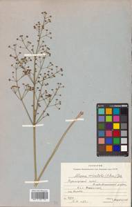 Alisma plantago-aquatica L., Siberia, Russian Far East (S6) (Russia)