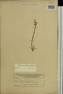 Botrychium matricariifolium (Döll) A. Braun ex Koch, Eastern Europe, Moscow region (E4a) (Russia)