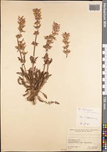 Pedicularis violascens Schrenk ex Fisch. & C.A. Mey., Middle Asia, Northern & Central Tian Shan (M4) (Kyrgyzstan)