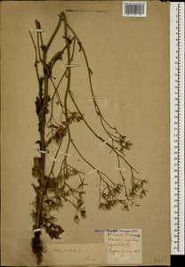 Crepis pulchra L., Caucasus, Krasnodar Krai & Adygea (K1a) (Russia)