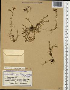Dichodon cerastoides (L.) Rchb., Caucasus, Armenia (K5) (Armenia)