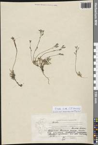 Draba lactea Adams, Western Europe (EUR) (Svalbard and Jan Mayen)