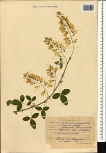 Laburnum anagyroides Medik., Caucasus, Stavropol Krai, Karachay-Cherkessia & Kabardino-Balkaria (K1b) (Russia)