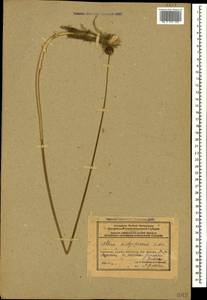 Allium dictyoprasum C.A.Mey. ex Kunth, Caucasus, Azerbaijan (K6) (Azerbaijan)
