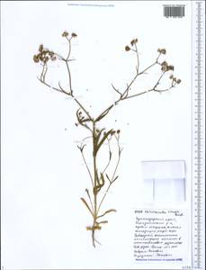 Valerianella rimosa Bastard, Caucasus, Black Sea Shore (from Novorossiysk to Adler) (K3) (Russia)