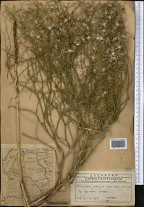 Chondrilla ambigua Fisch. ex Kar. & Kir., Middle Asia, Muyunkumy, Balkhash & Betpak-Dala (M9) (Kazakhstan)