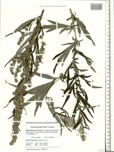 Artemisia dubia Wall. ex Besser, Eastern Europe, Northern region (E1) (Russia)