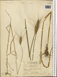 Triticum aestivum L., Eastern Europe, Central region (E4) (Russia)