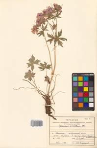 Geranium erianthum DC., Siberia, Russian Far East (S6) (Russia)