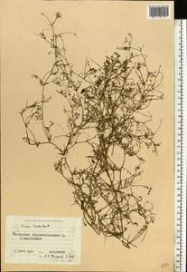 Vicia hirsuta (L.) Gray, Eastern Europe, Moscow region (E4a) (Russia)