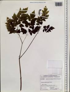 Actaea rubra subsp. rubra, Siberia, Central Siberia (S3) (Russia)