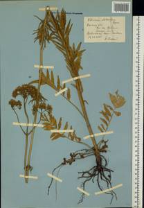 Valeriana pratensis subsp. angustifolia (Soó) Kirschner, Buttler & Hand, Eastern Europe, North Ukrainian region (E11) (Ukraine)