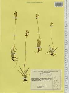 Tofieldia cernua Sm., Siberia, Russian Far East (S6) (Russia)