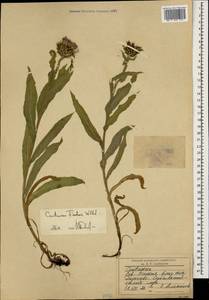 Centaurea cheiranthifolia subsp. cheiranthifolia, Caucasus, North Ossetia, Ingushetia & Chechnya (K1c) (Russia)