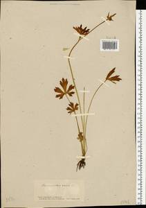 Ranunculus acris L., Eastern Europe, South Ukrainian region (E12) (Ukraine)
