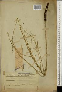 Lactuca viminea subsp. viminea, Caucasus, Azerbaijan (K6) (Azerbaijan)