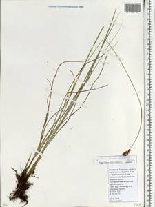 Carex diandra Schrank, Eastern Europe, Belarus (E3a) (Belarus)