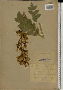 Dictamnus albus var. caucasicus (Fisch. & C. A. Mey.) Rouy & Foucaud, Eastern Europe, Eastern region (E10) (Russia)