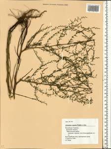 Artemisia scoparia Waldst. & Kit., Eastern Europe, South Ukrainian region (E12) (Ukraine)