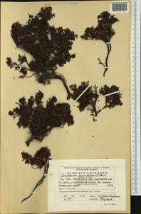 Kalmia procumbens (L.) Gift, Kron & P. F. Stevens, Eastern Europe, Eastern region (E10) (Russia)