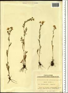 Jacobaea vulgaris subsp. vulgaris, Siberia, Western Siberia (S1) (Russia)