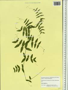 Vicia sepium L., Siberia, Baikal & Transbaikal region (S4) (Russia)