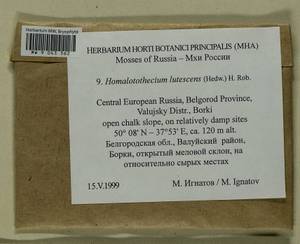 Homalothecium lutescens (Hedw.) H. Rob., Bryophytes, Bryophytes - Central forest-and-steppe region (B10) (Russia)