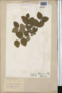 Lonicera altmannii Regel & Schmalh., Middle Asia, Western Tian Shan & Karatau (M3) (Tajikistan)