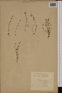 Saxifraga tridactylites L., Western Europe (EUR) (Poland)