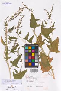 Atriplex prostrata DC., Eastern Europe, Moscow region (E4a) (Russia)