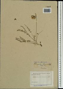 Astragalus reduncus Pall., Crimea (KRYM) (Russia)