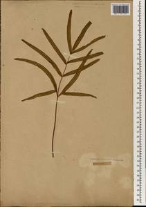 Pteris cretica L., South Asia, South Asia (Asia outside ex-Soviet states and Mongolia) (ASIA) (Not classified)