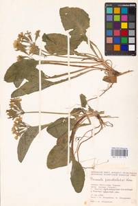 Primula pseudoelatior Kuzn., South Asia, South Asia (Asia outside ex-Soviet states and Mongolia) (ASIA) (Turkey)