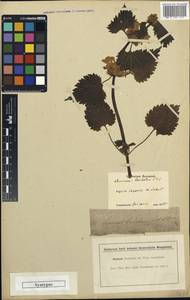 Lamium album subsp. barbatum (Siebold & Zucc.) Mennema, South Asia, South Asia (Asia outside ex-Soviet states and Mongolia) (ASIA) (Japan)