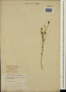 Centaurea alba subsp. sterilis (Stev.) Mikheev, Crimea (KRYM) (Russia)